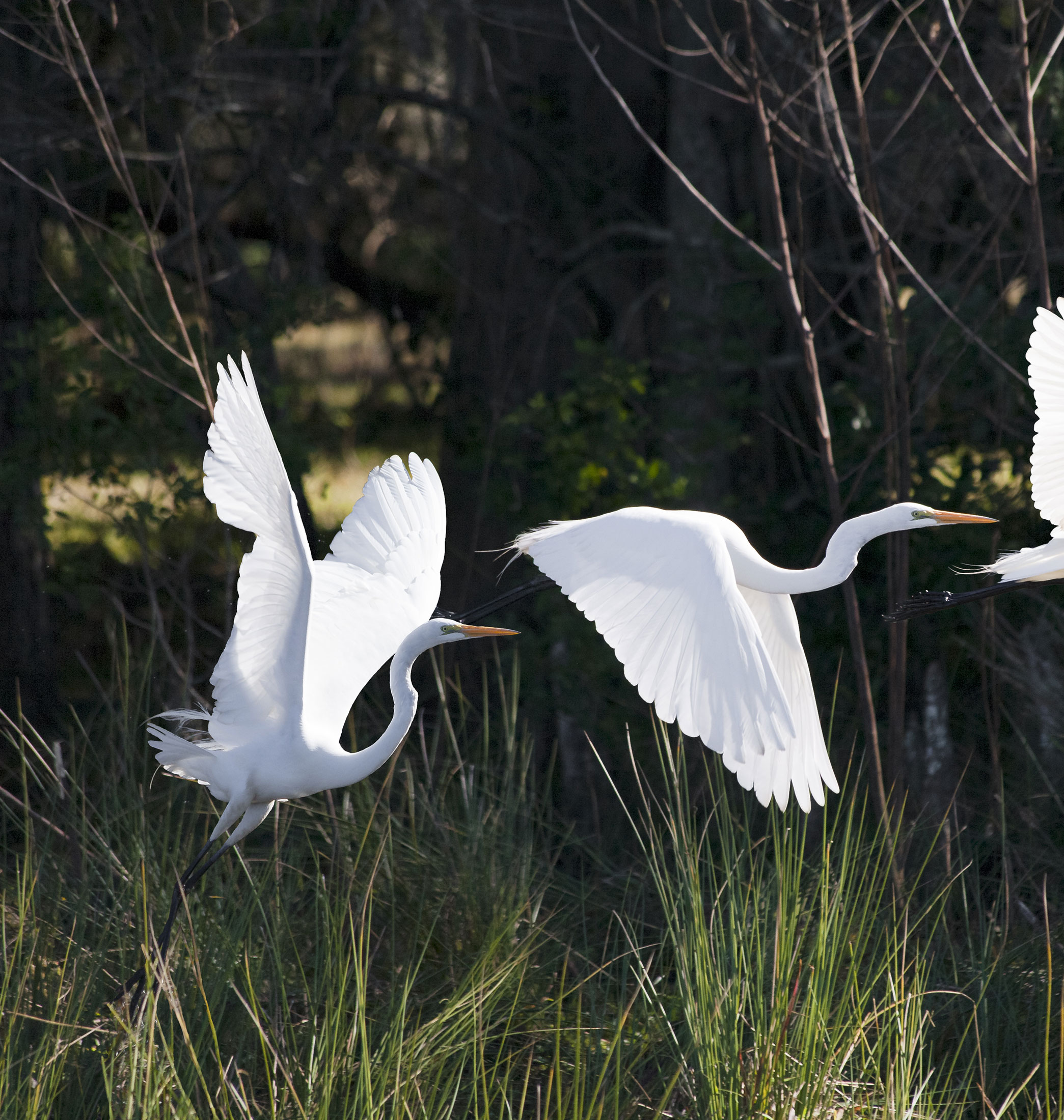 florida birds flying