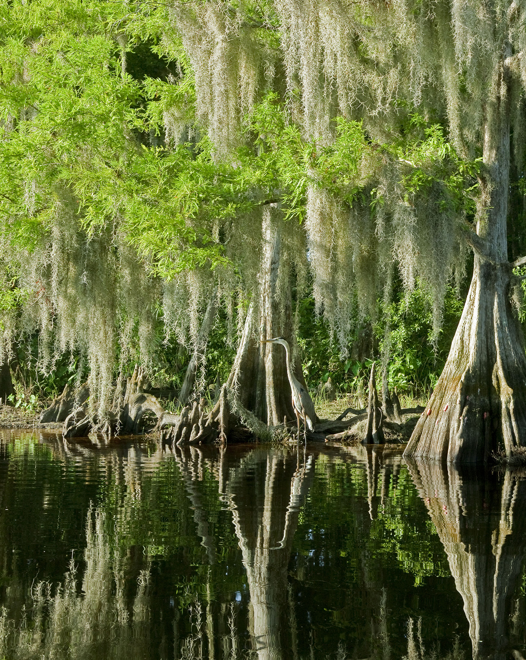 florida trees in water