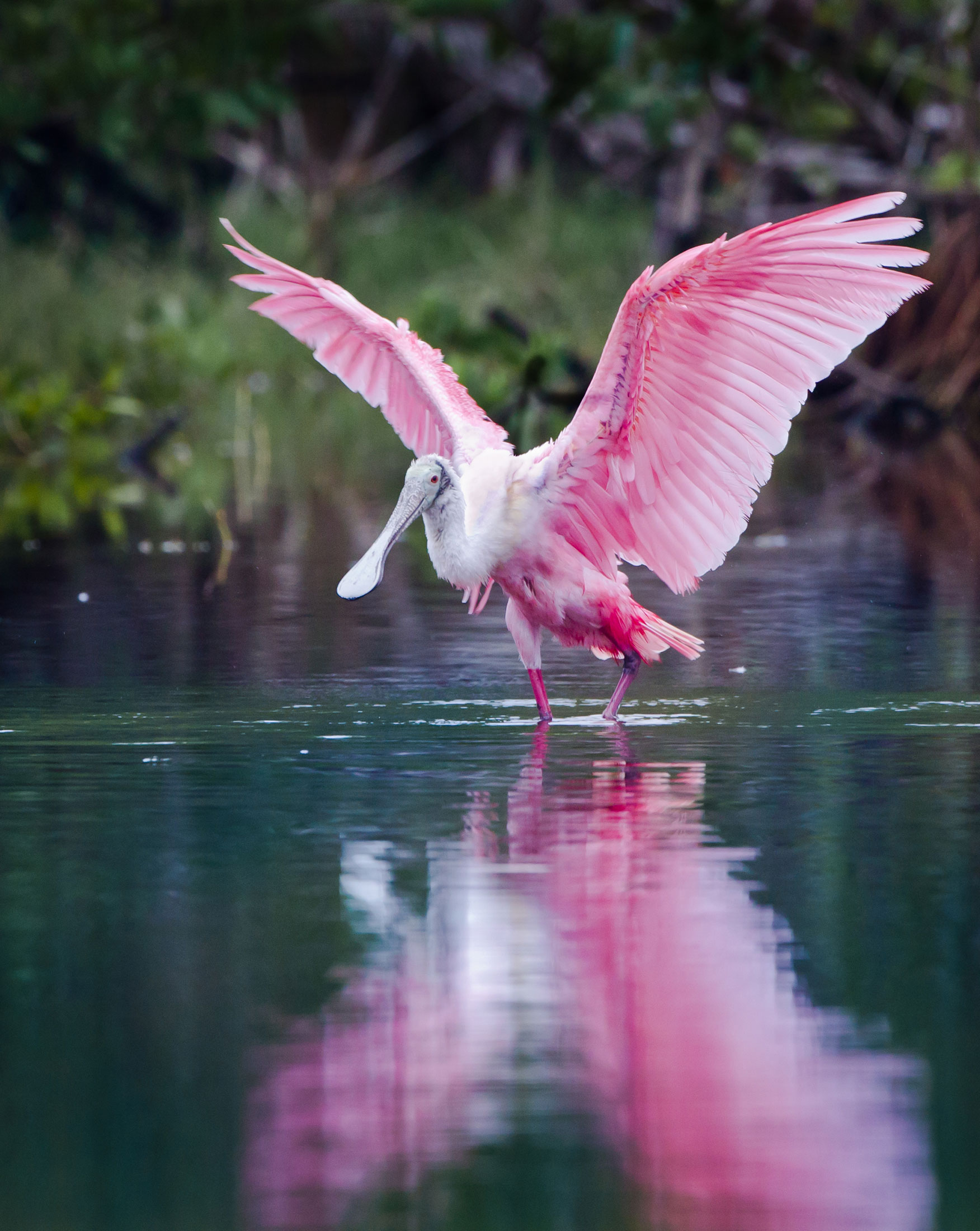 pink bird in florida water