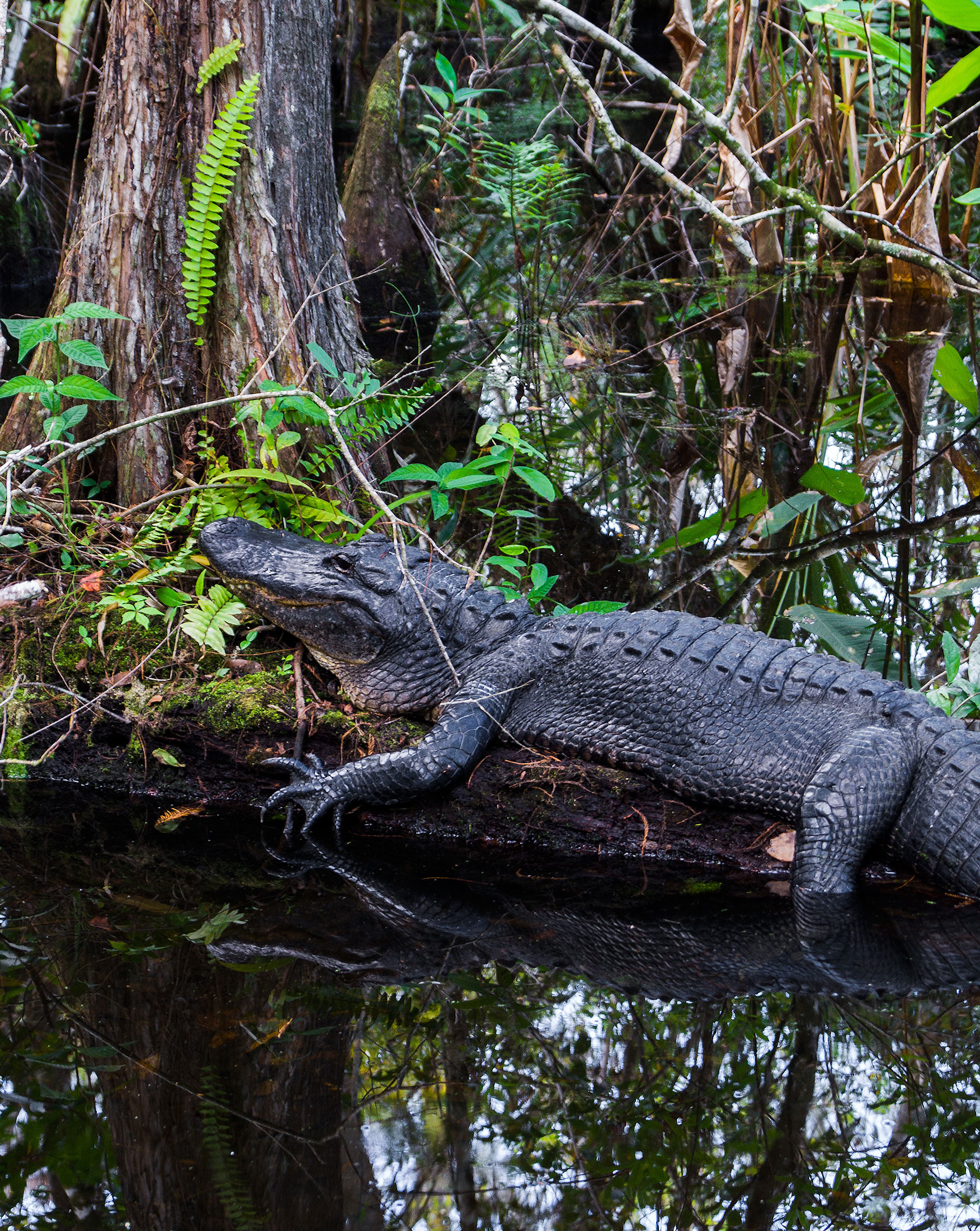florida alligator
