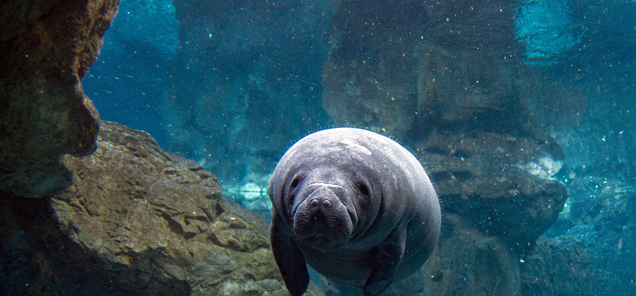 florida manatee