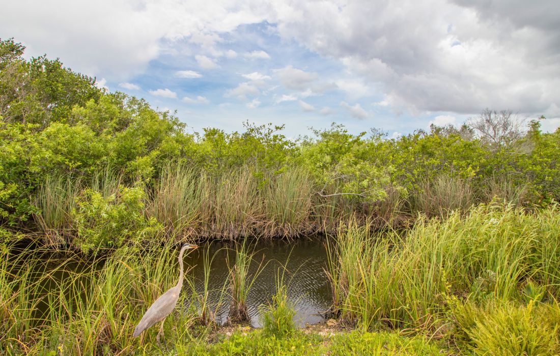 everglades scenic photo with heron