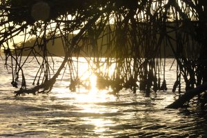Everglades National Park Spring