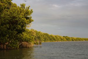 Flamingo Everglades