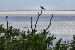 Bird Watching at Flamingo