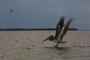 Everglades birds