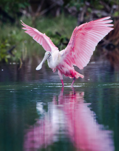 Wildlife During Winter at Everglades National Park