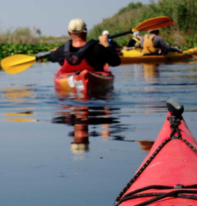 Flamingo Everglades Kayaking and Canoeing